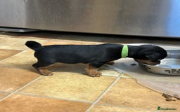 Jack Russell dogs for sale: Jack Russel Pups for sale - Image 2