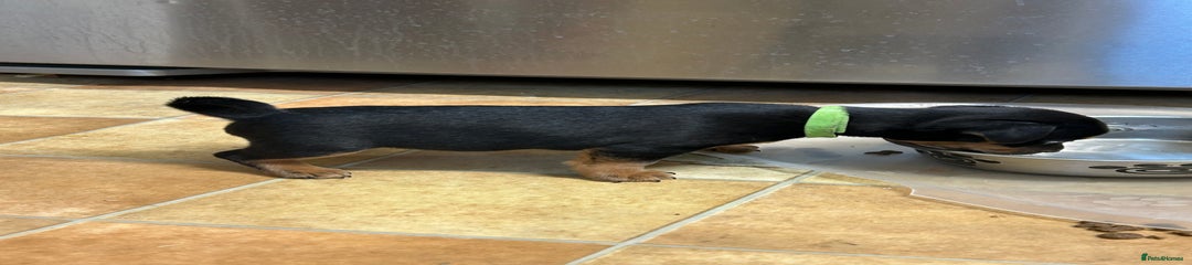 Jack Russell Puppy 1