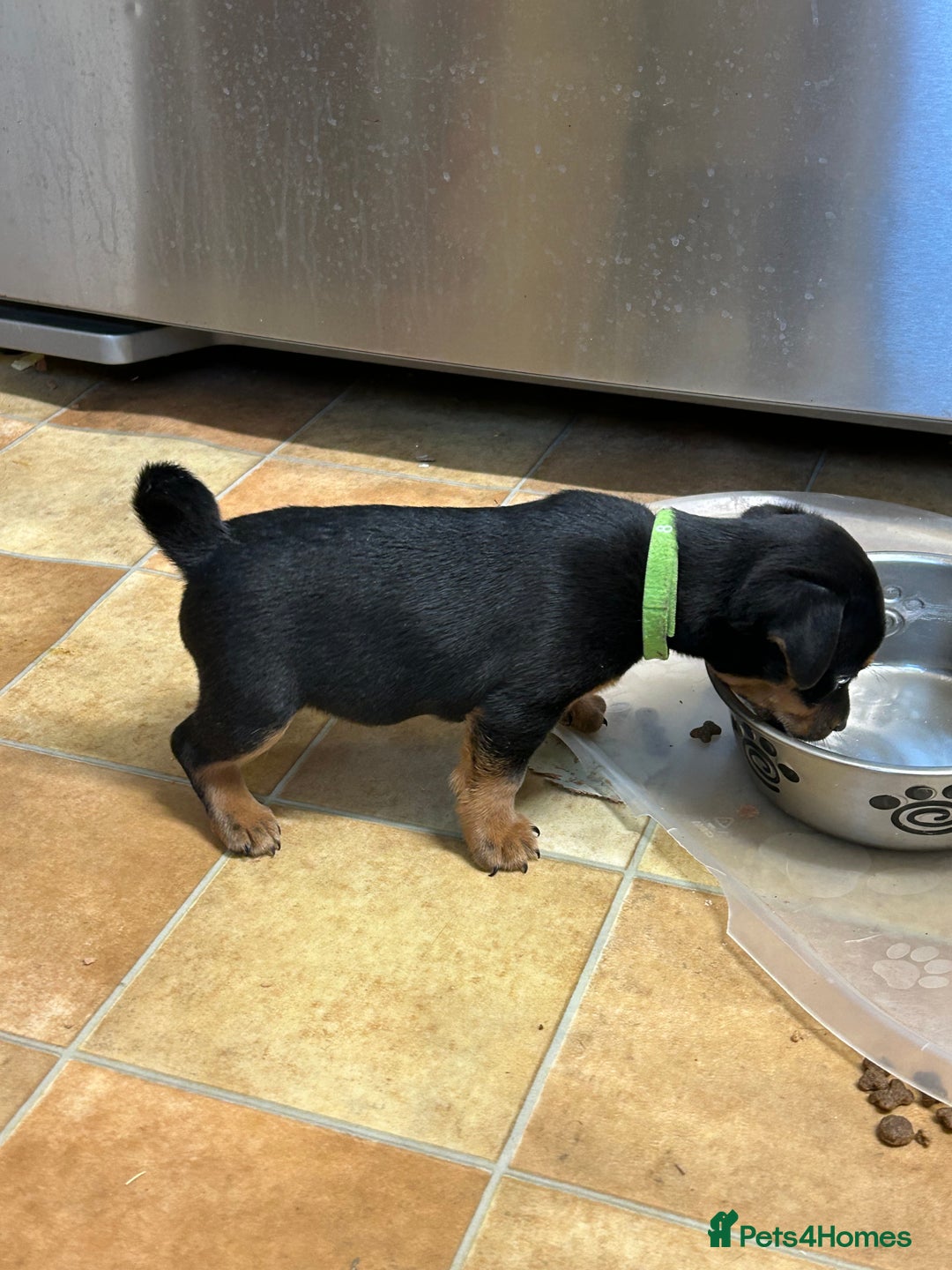 Jack Russell dogs for sale: Jack Russel Pups for sale - Image 2