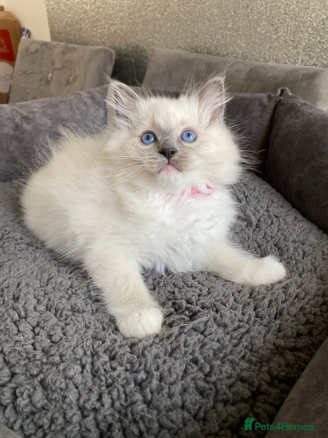 Ragdoll cats for sale: Ragdoll kittens  - Advert 18