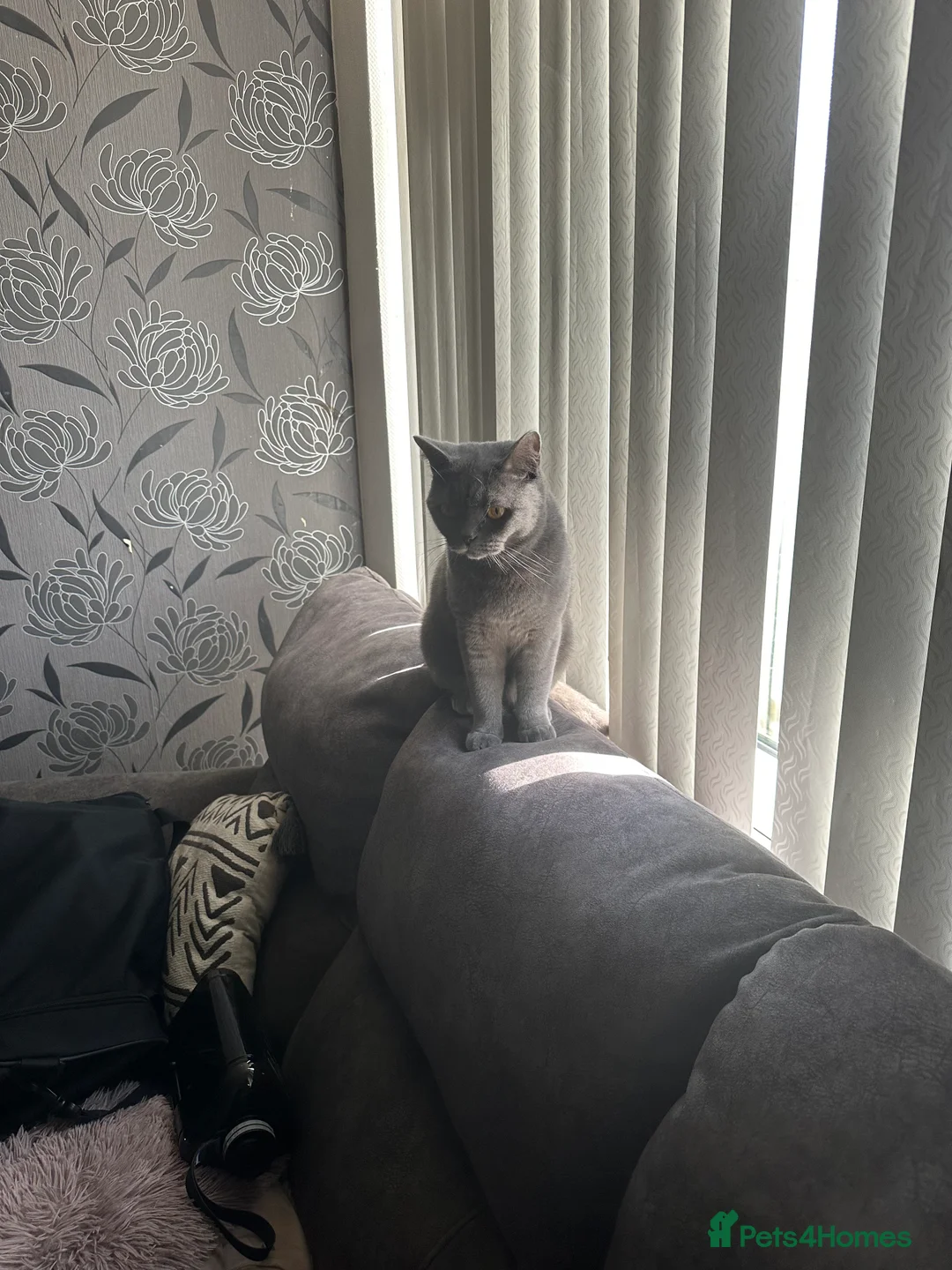 British Shorthair cats for sale: British shorthair  in Bolton - Advert 5