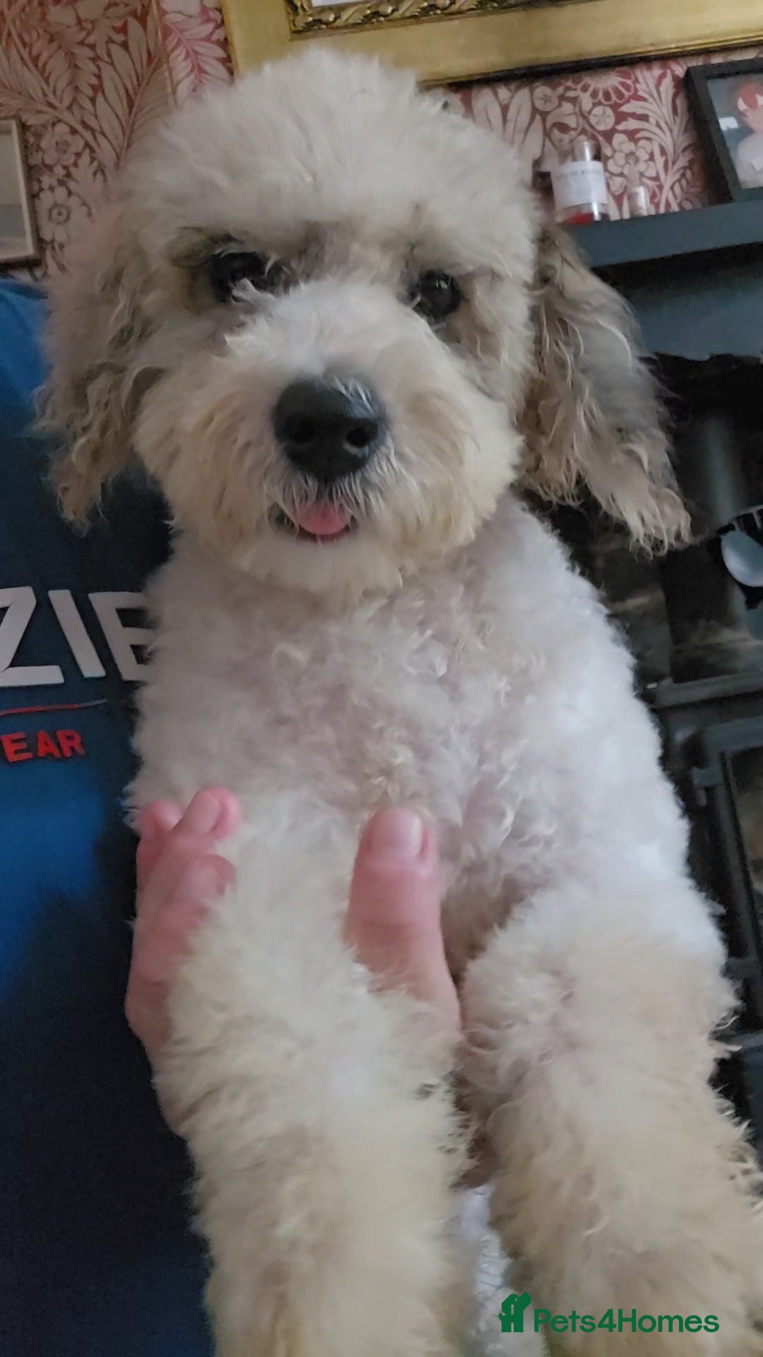 Poochon dogs for sale: F1 sable / sable merle poochons - Image 7
