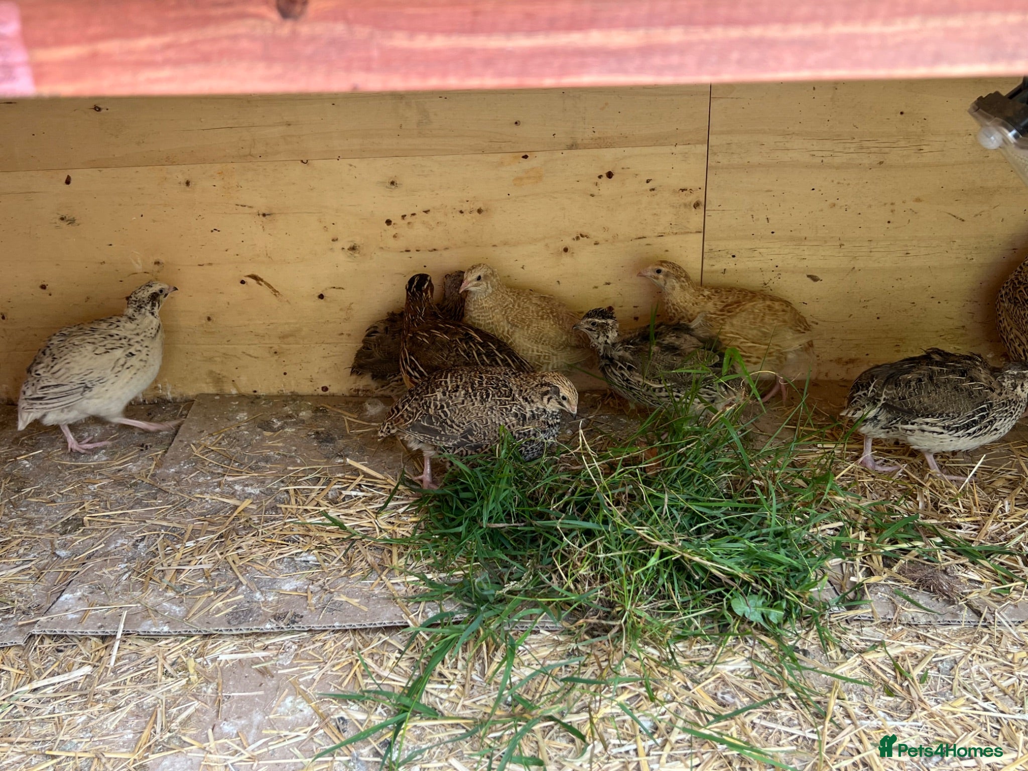 Quail poultry Jumbo Coturnix Quails  - Advert 1