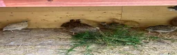 Quail poultry for sale: Jumbo Coturnix Quails  - Advert 1