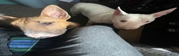 Bull Terrier dogs for sale: BEAUTIFUL YOUNG MALE BULL TERRIER - Advert 5