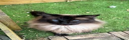 Ragdoll cats for adoption: Beautiful Female Ragdoll-  Looking for a Home - Advert 5