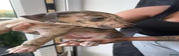 Mixed Breed dogs for sale: Bull lurchers  - Advert 22