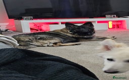 German Shepherd dogs for sale: ACE AND LUNA - Image 21