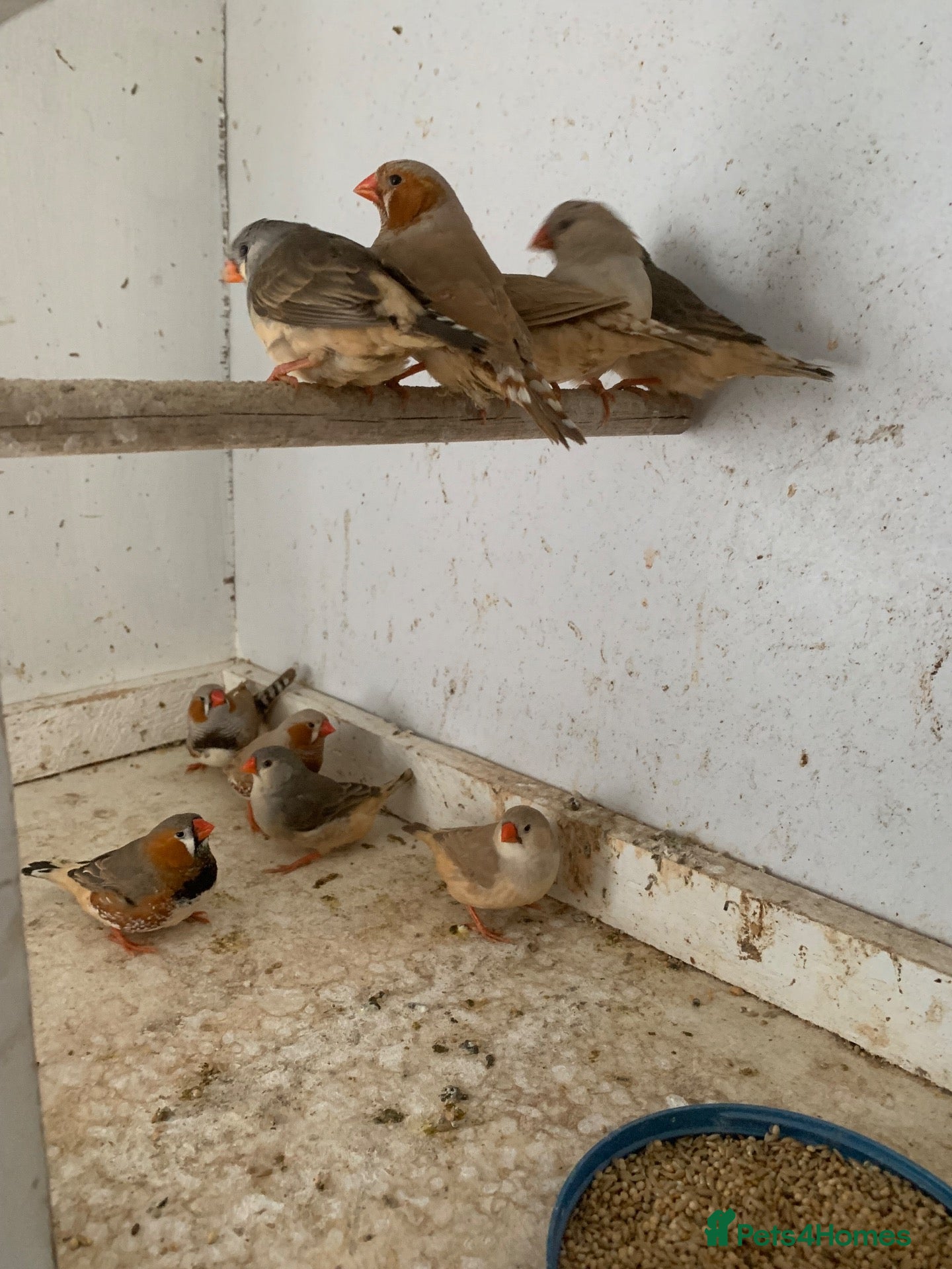 Finches birds Zebra finches - Advert 3