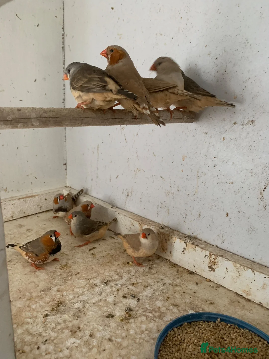 Finches birds for sale: Zebra finches - Advert 1