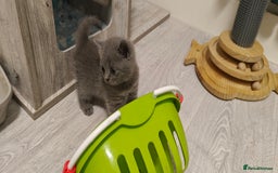 British Shorthair cats for sale: British shorthair blue / lilac kittens  - Image 12