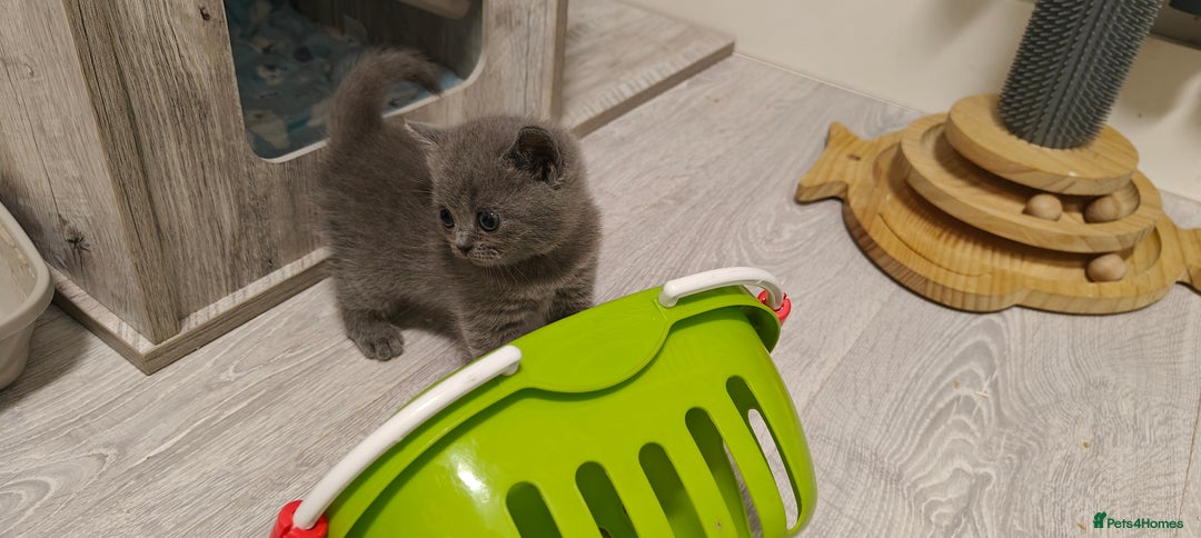British Shorthair cats for sale: British shorthair blue / lilac kittens  - Image 12