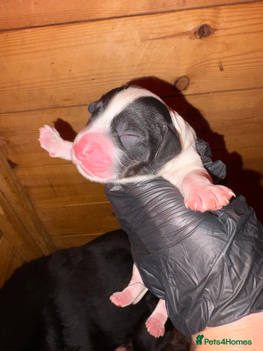 Cocker Spaniel dogs for sale: 🐶🤎True Working Cocker Spaniels🐶🤎 - Image 7