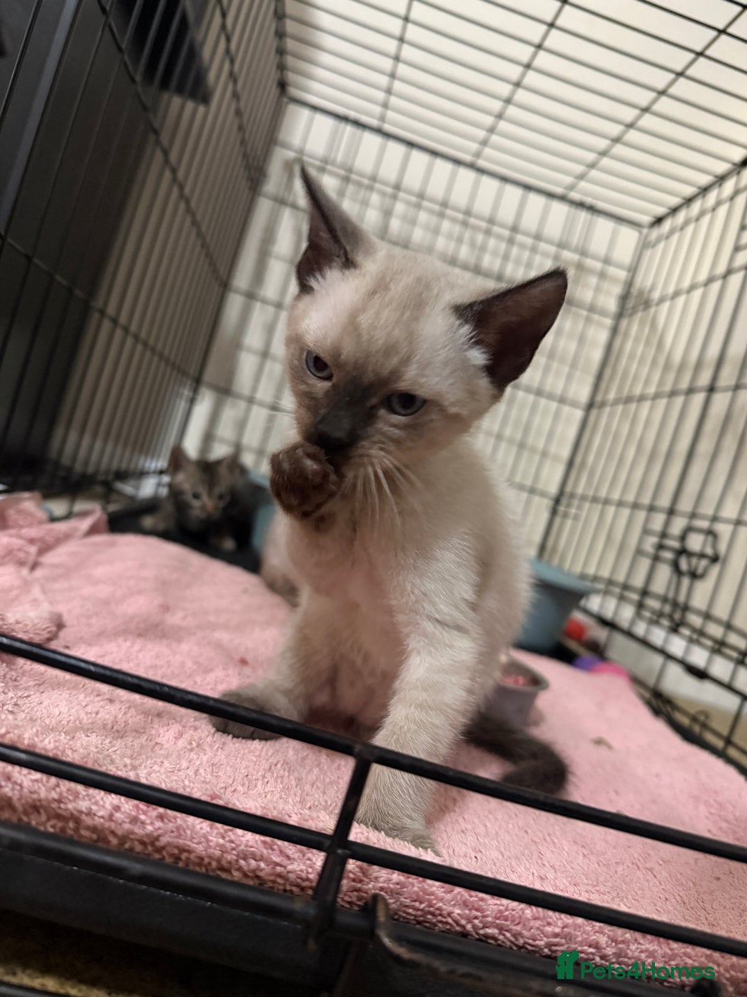 Bengal cats for sale: Bengal x Siamese kittens  - Image 6