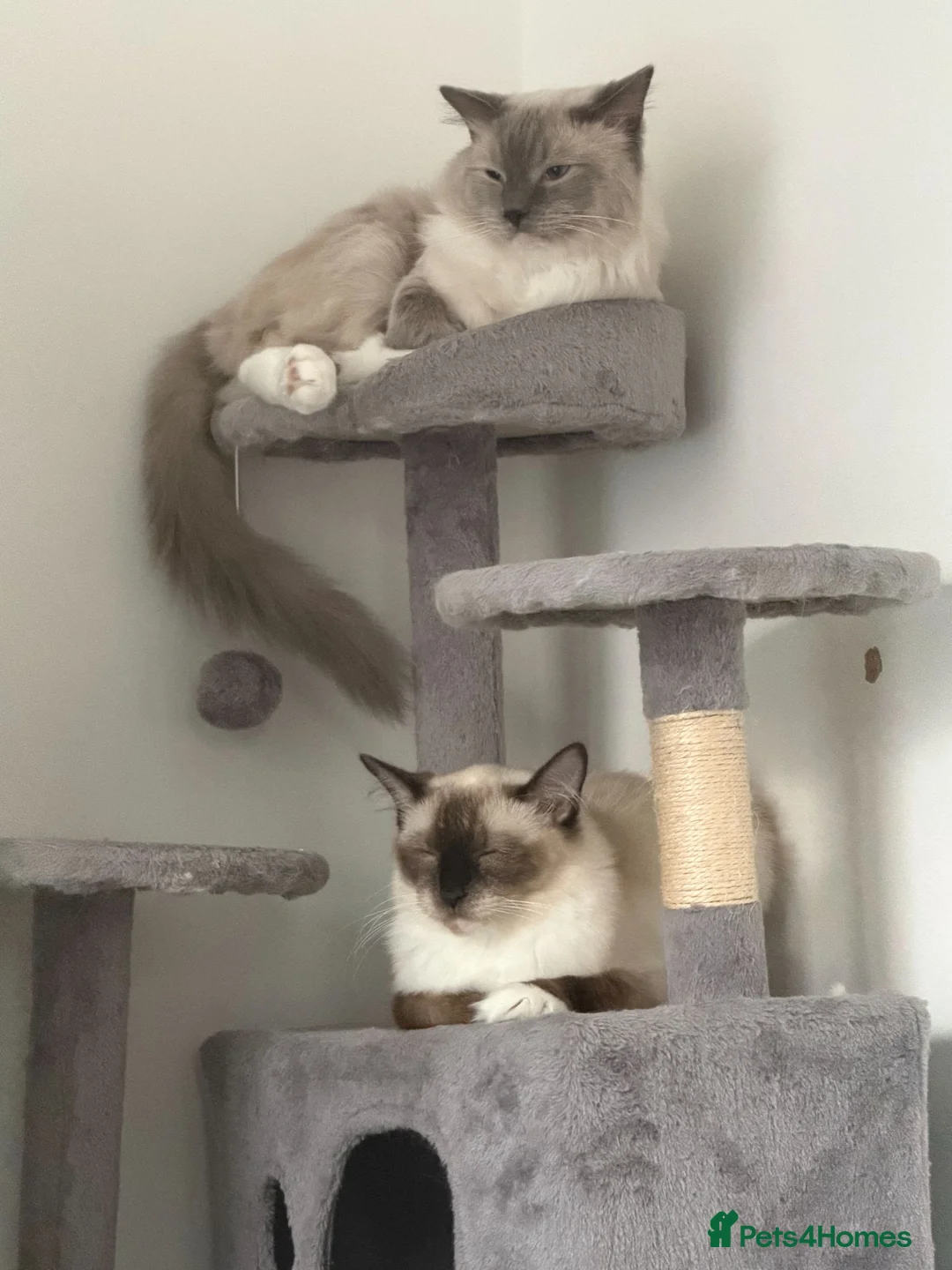 Ragdoll cats for sale: Beautiful Purebred Ragdoll Kittens Ready Now  - Advert 20
