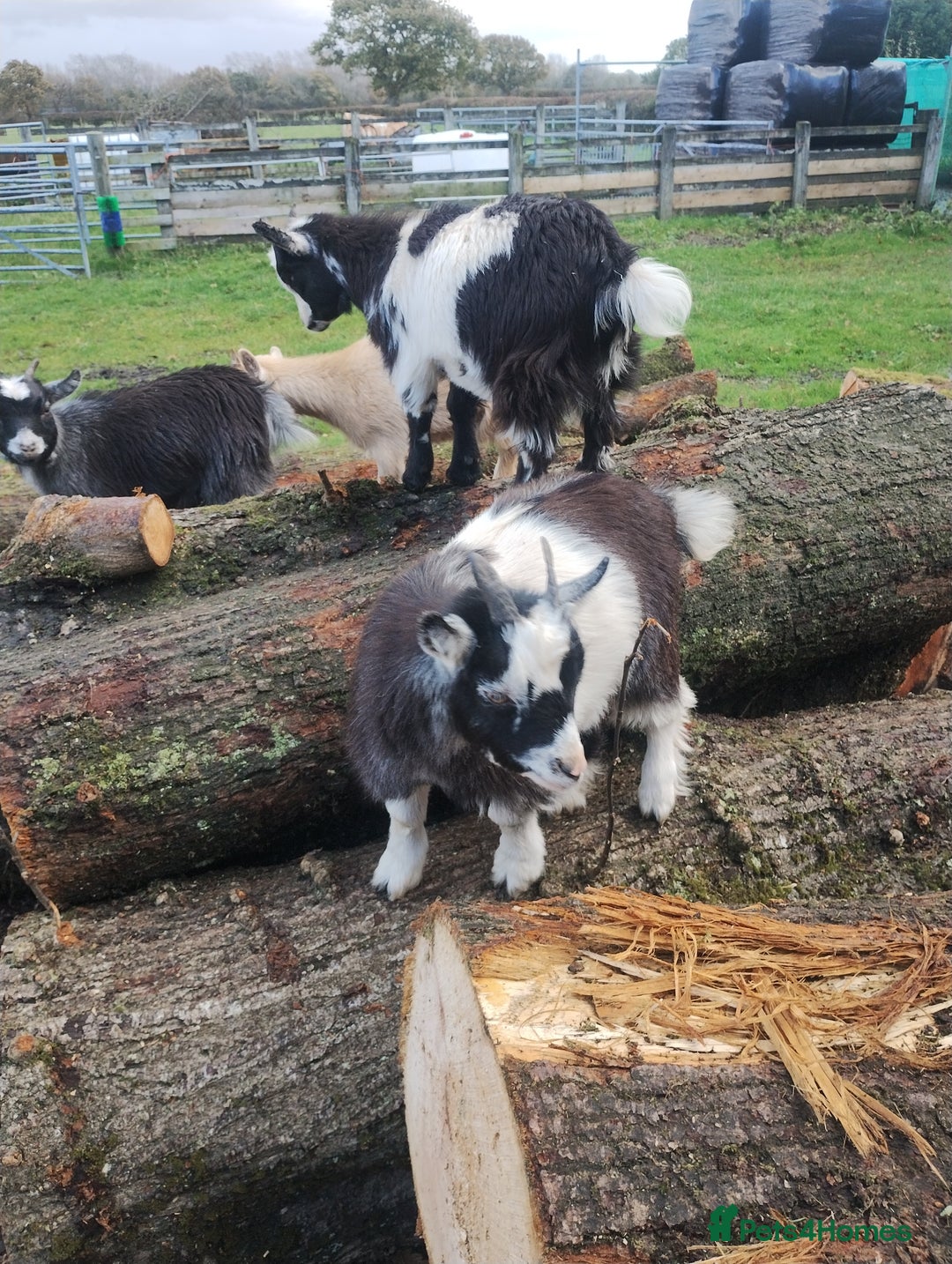 Goats livestock for sale: 2 pedigree registered pygmy goat weathers  - Advert 4