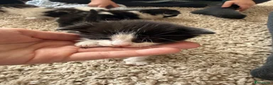 Mixed Breed Kitten 2