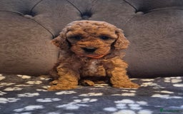 Cockapoo dogs for sale: Cockapoo puppies  - Image 6