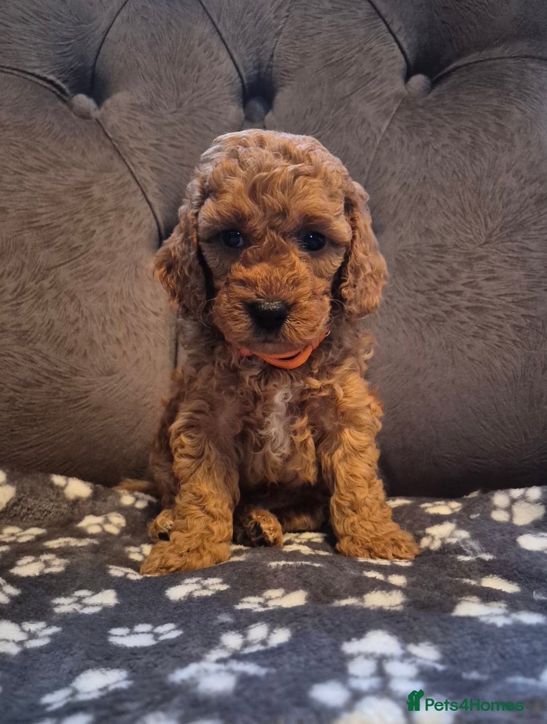 Cockapoo dogs for sale: Cockapoo puppies  - Image 6