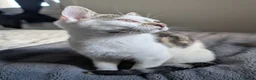 Mixed Breed cats for sale: Two beautiful kittens, looking for there home 🐾 in Peterhead - Advert 5