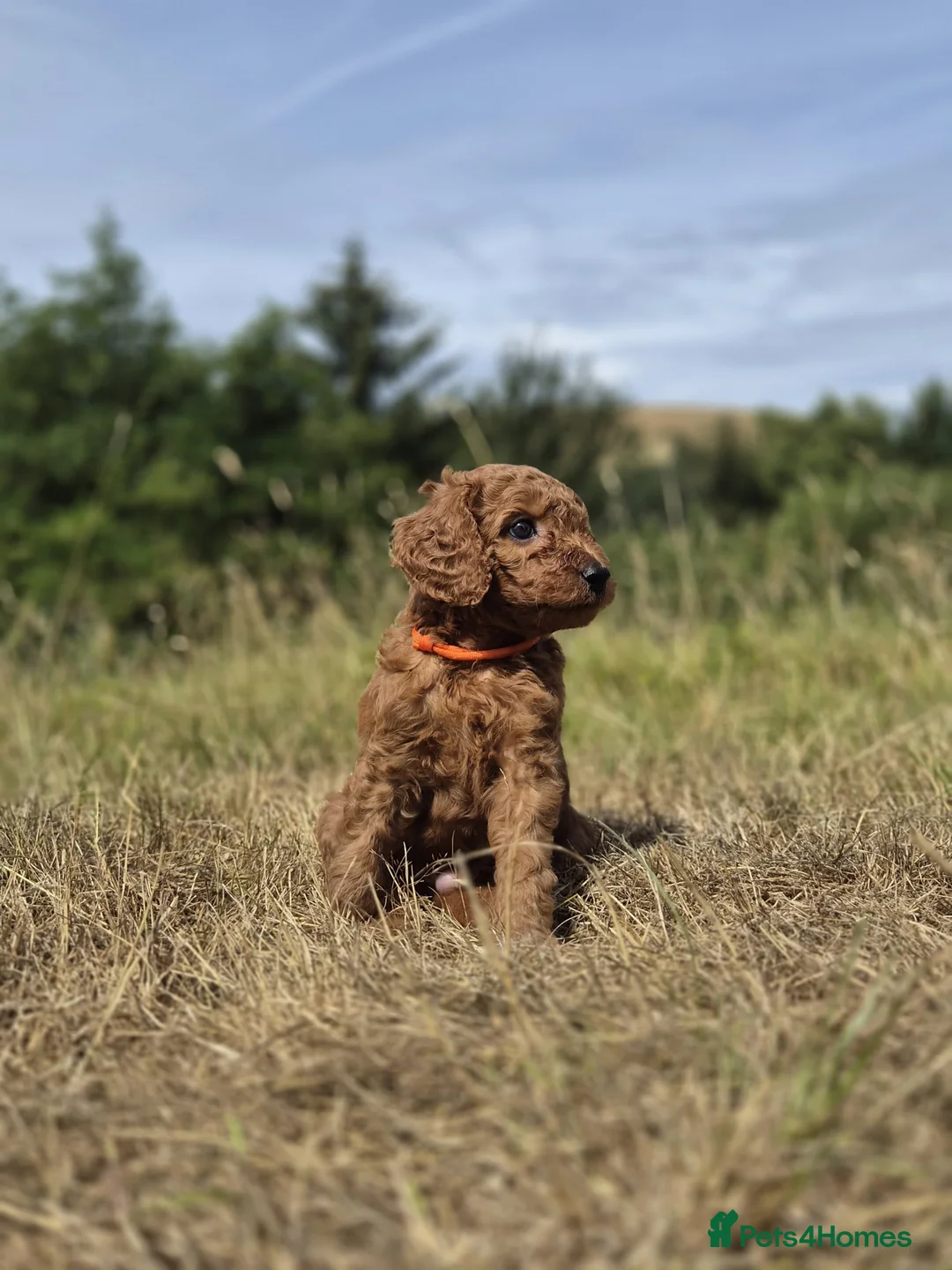 Standard Poodle dogs for sale: Red Standard Poodle Puppies Fully Health Tested - Advert 14