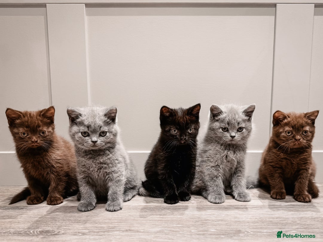 British Shorthair cats for sale: Last Blue boy British shorthair kitten GCCF - Image 15