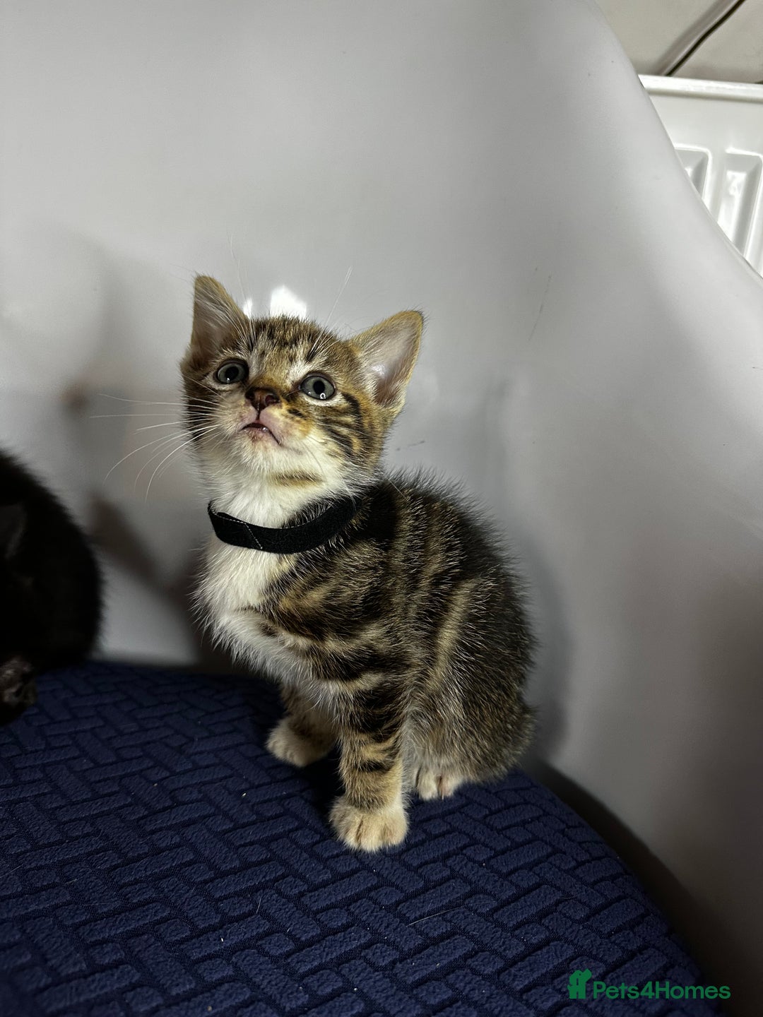 Domestic Shorthair cats for sale: Little ones  - Image 5
