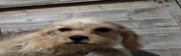 Jackapoo dogs for sale: Fluffy Jackapoo × Cavalier King Charles Puppy in Chichester - Advert 4