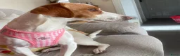 Mixed Breed dogs for adoption: Sylvie (Jack Russell/Dachshund/Beagle mix) - Advert 10