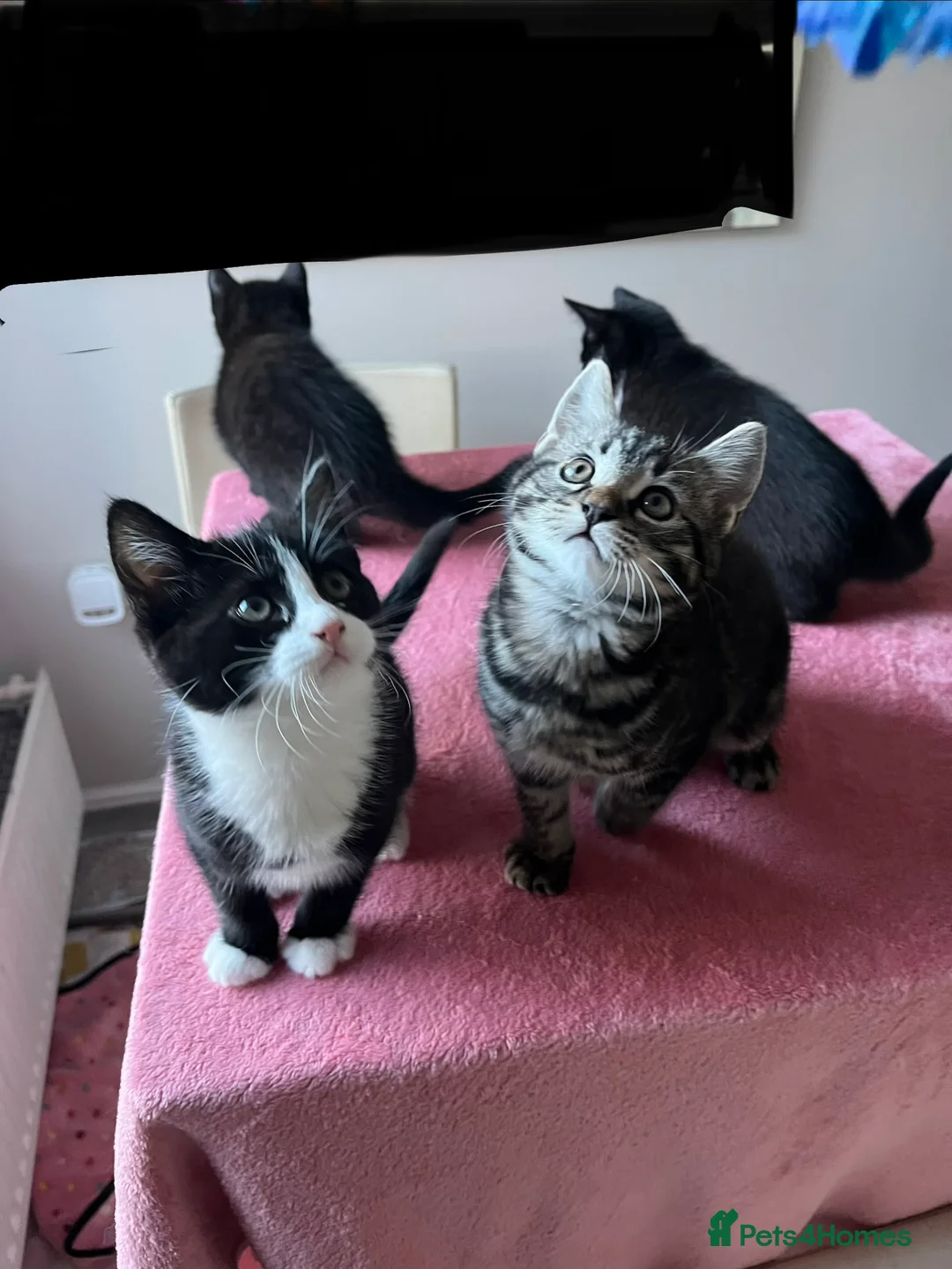 Mixed Breed cats for sale: 4 x Beautiful Playful Kittens Ready NOW - Advert 6