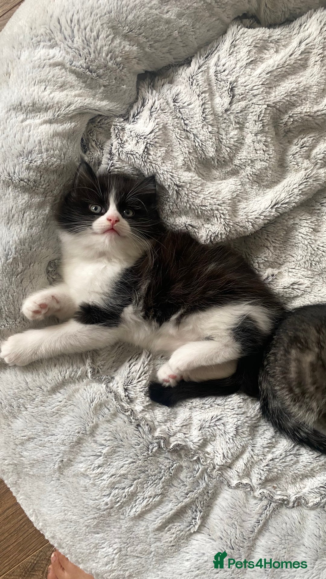 Mixed Breed cats for sale: Kittens for sale Mixed ragdoll 2 brothers  - Advert 1