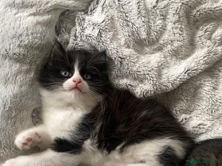 Mixed Breed cats Kittens for sale Mixed ragdoll 2 brothers - Advert 15