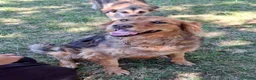 Mixed Breed dogs for adoption: Bonnet, 4 yrs approx. Available for adoption. - Advert 4