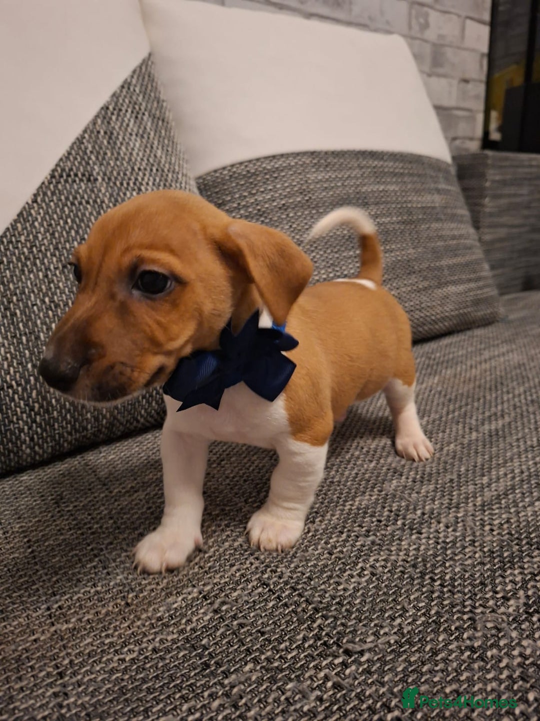 Jack Russell dogs for sale: Beautiful Jack Russell puppies - Advert 6