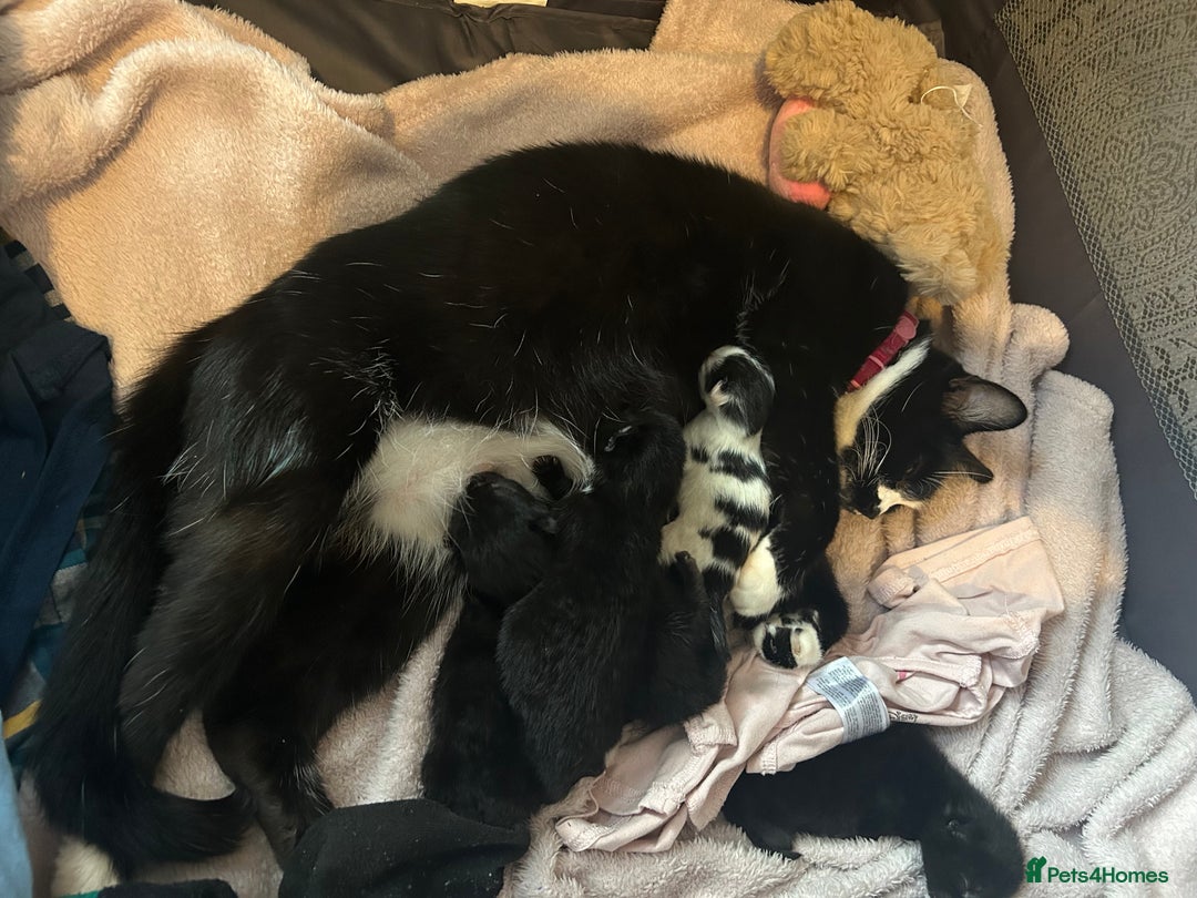 Mixed Breed cats for sale: Mixed breeds - Image 1
