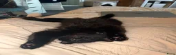 Mixed Breed cats for sale: Black cats boy and girl in Dover - Advert 1