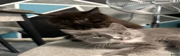 Maine Coon cats for sale: Maine Coon x British shorthair  - Advert 7