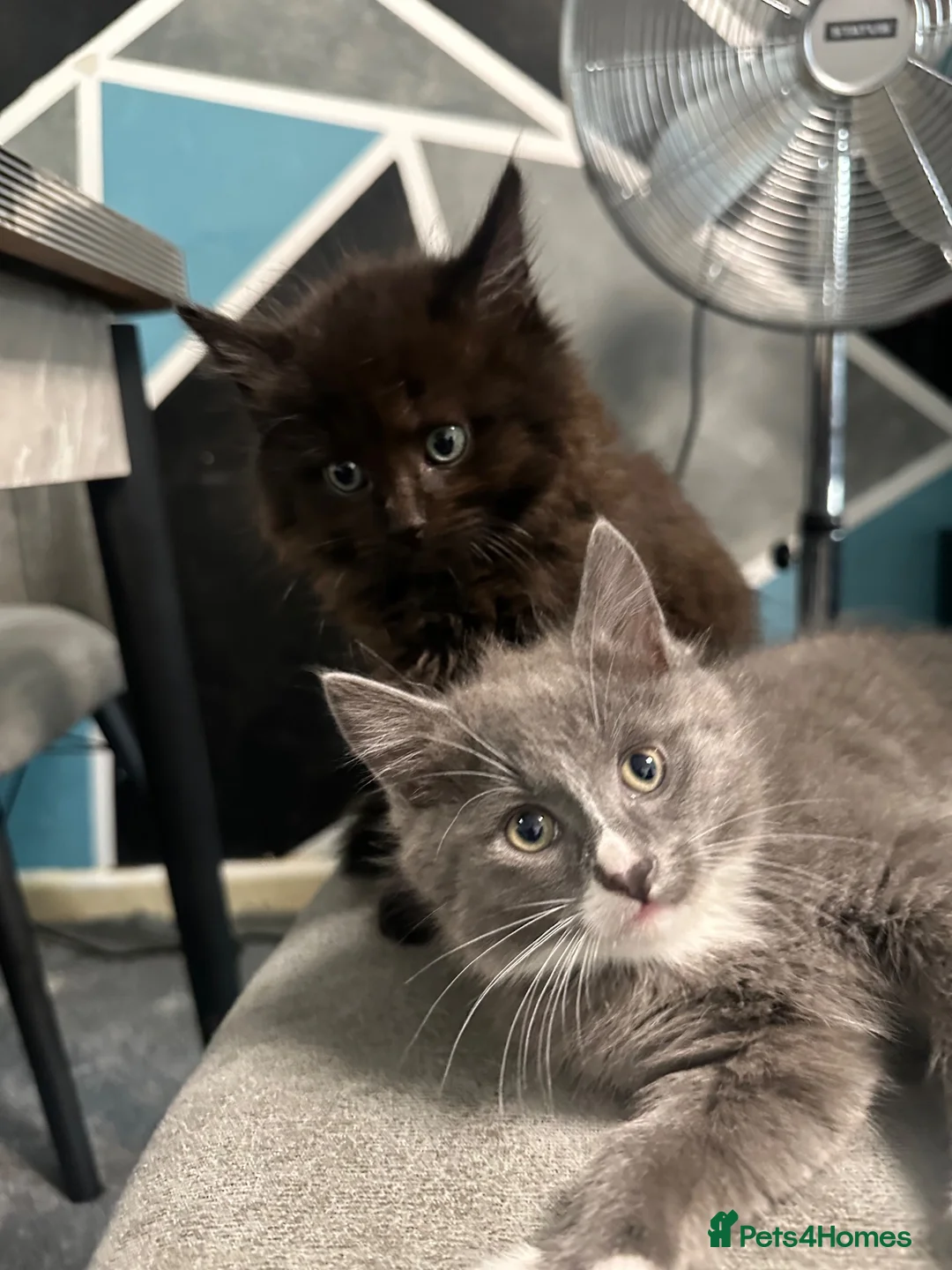 Maine Coon cats for sale: Maine Coon x British shorthair  - Advert 7