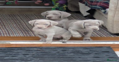Weimaraner dogs - Advert 11