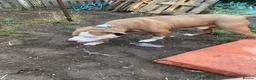 Mixed Breed dogs for sale: FREE URGENT APPEAL  - Advert 2