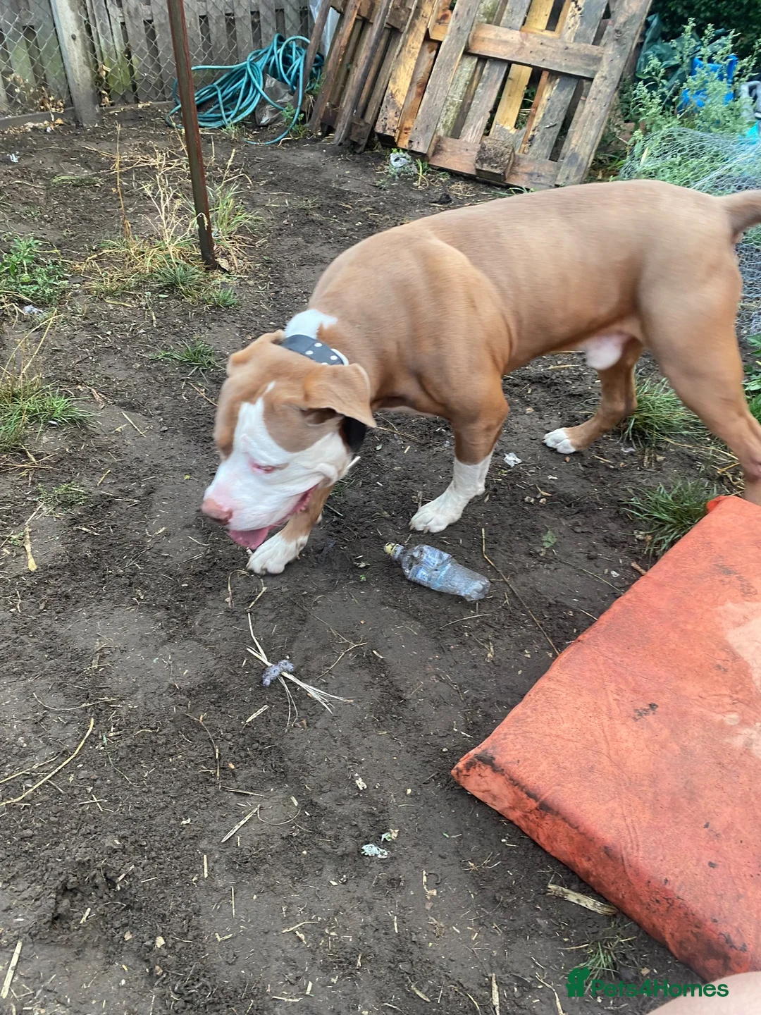 Mixed Breed dogs for sale: FREE URGENT APPEAL  - Advert 2