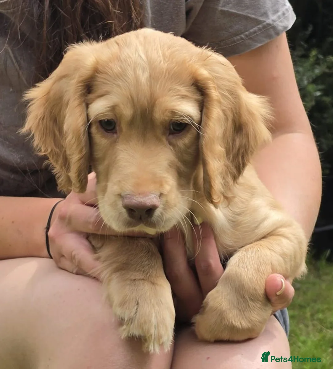 Cocker Spaniel dogs for sale: Beautiful working cocker spaniels - Advert 1