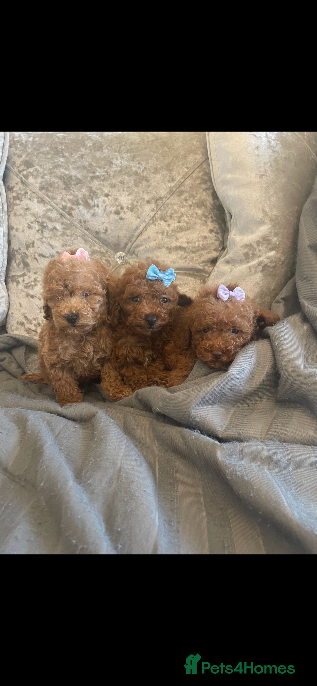 Toy Poodle dogs for sale: Tiny red toy poodle  - Image 7