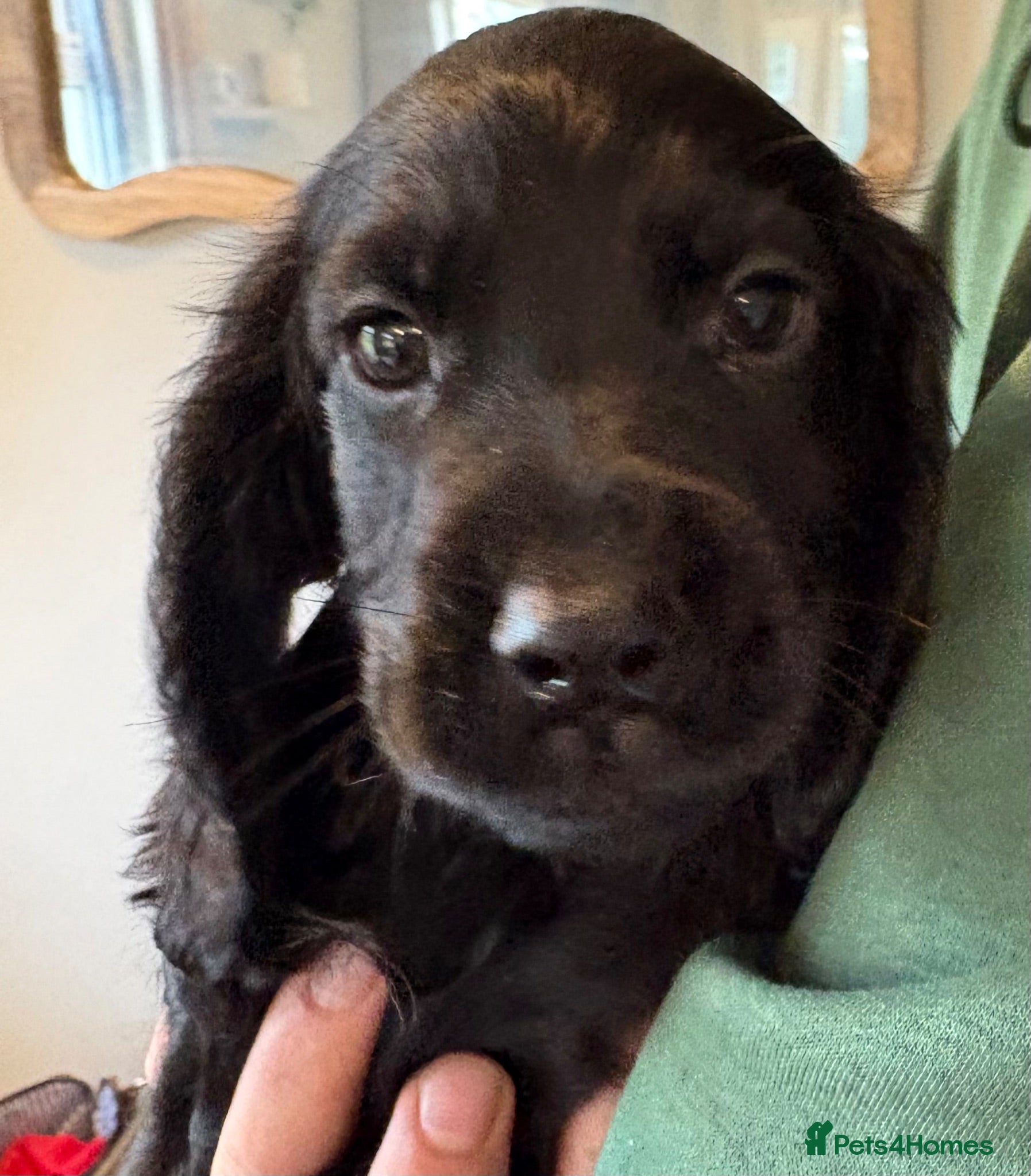 Cocker Spaniel dogs Beautiful cocker spaniel puppies  - Advert 7