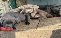 Labrador Retriever dogs for sale: KC Silver, Charcoal & Black Labs for sale - Image 15