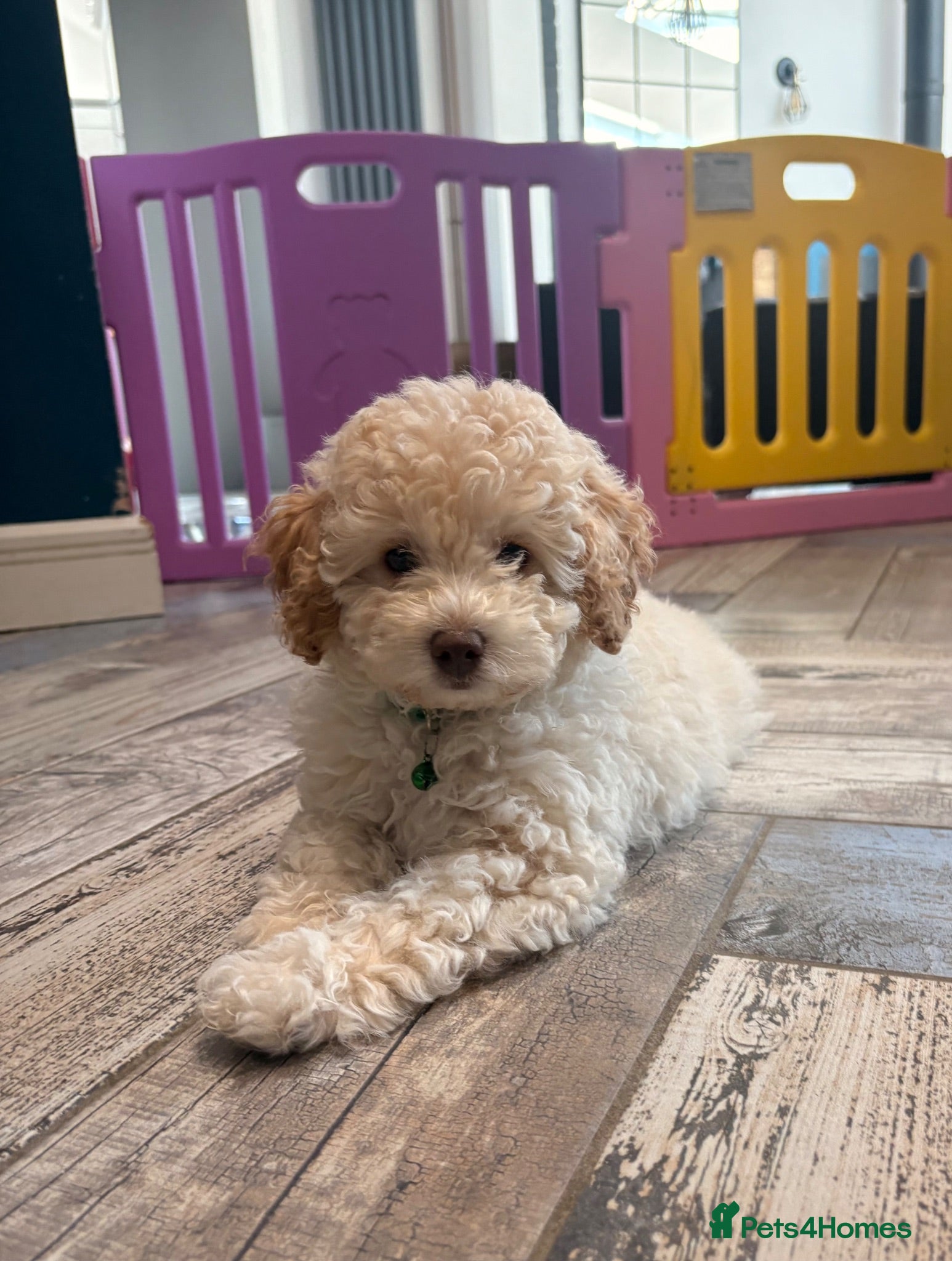 Cavapoo dogs Stunning white and apricot toy cavapoo FHT  - Advert 6