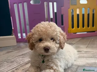 Cavapoo dogs Stunning white and apricot toy cavapoo FHT - Advert 6