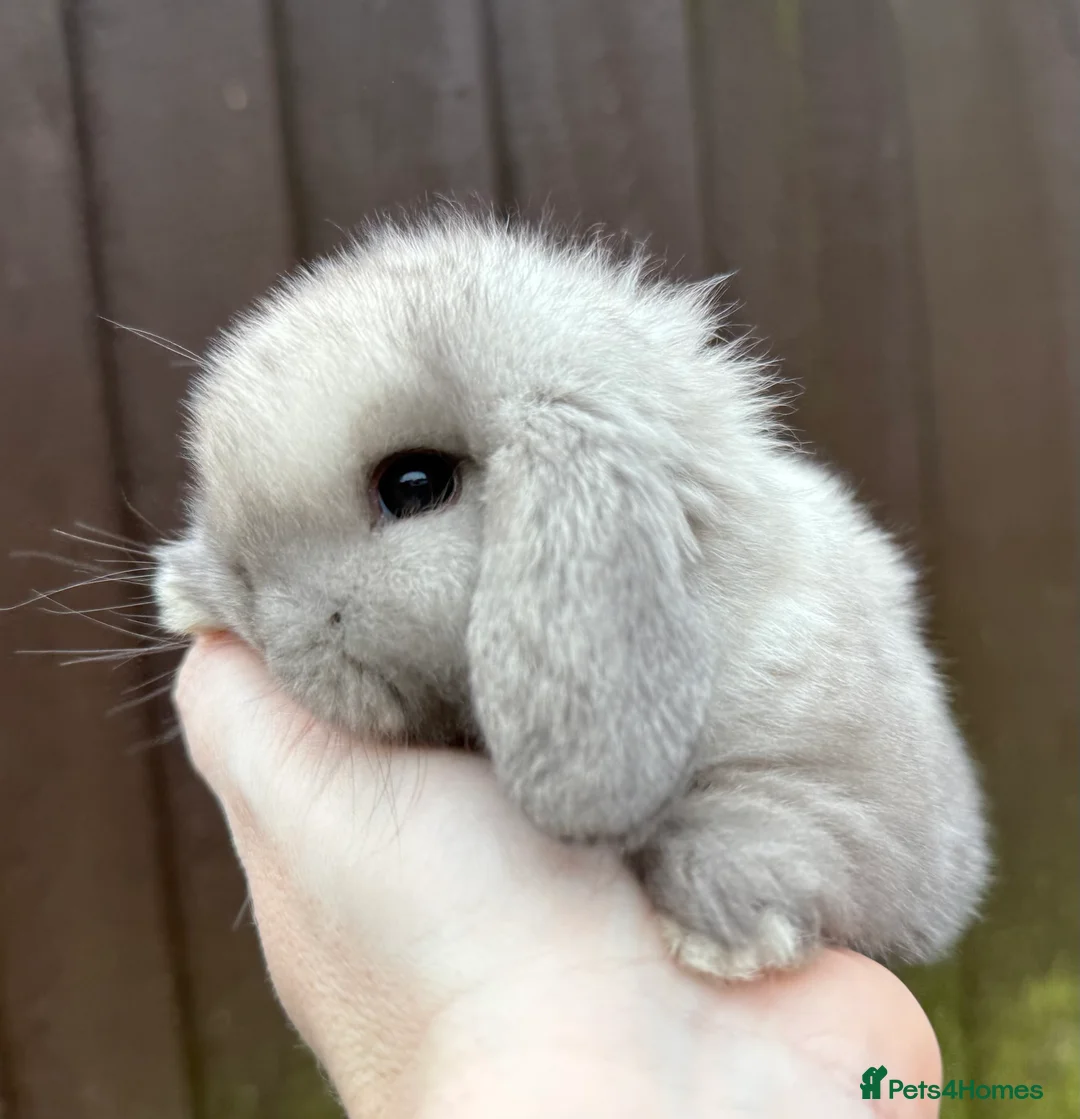 Mini Lop rabbits for sale: ‼️‼️ NOT AVAILABLE ‼️‼️ - Advert 8