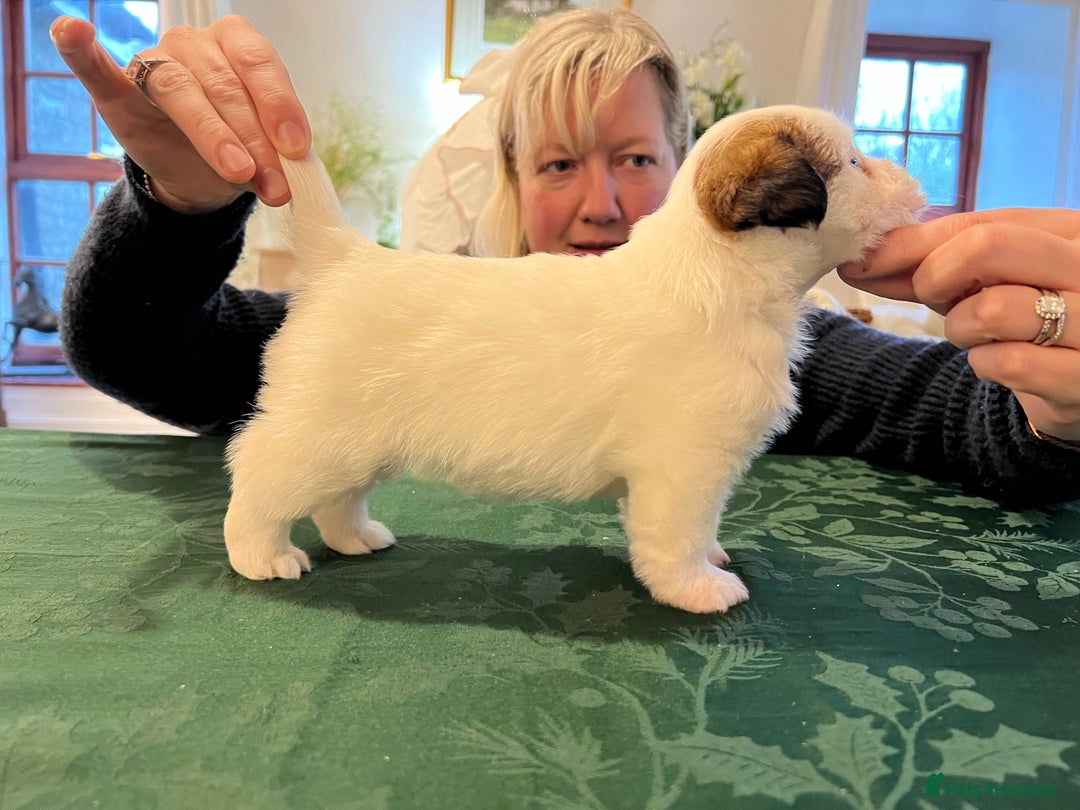 Jack Russell dogs for sale: KC registered rough coated JR pups - Advert 20