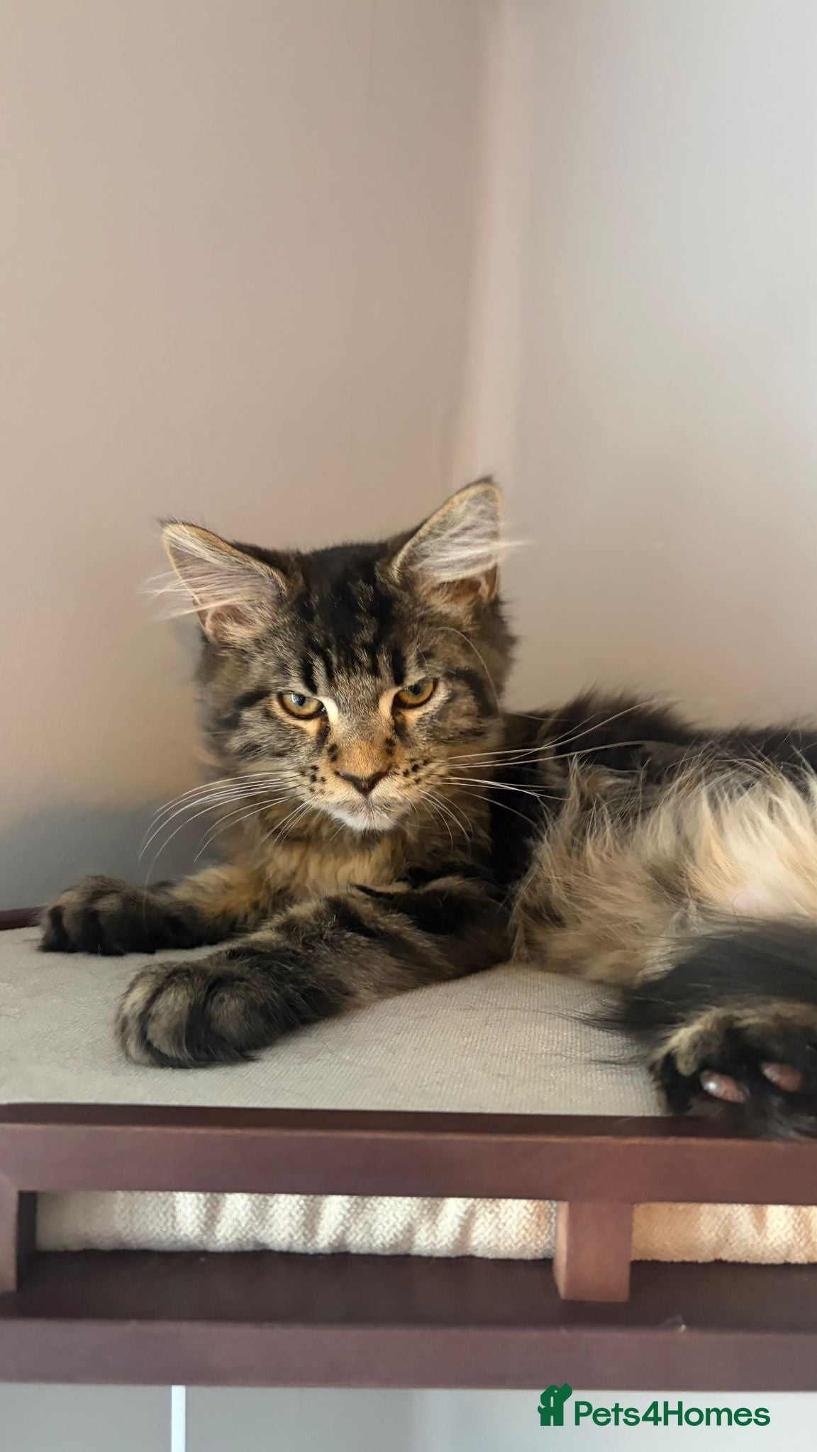 Maine Coon cats Stunning, friendly pedigree XL Maine Coons last 2! - Advert 2